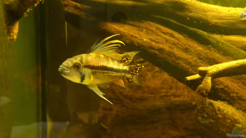 der Bock von Markus J. (36)