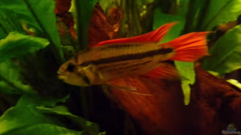 der Bock von mat (7)