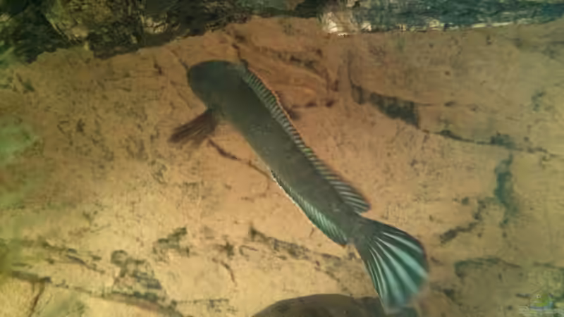 Der Bock wie er nach oben schwimmt von AquaTobi90 (46)