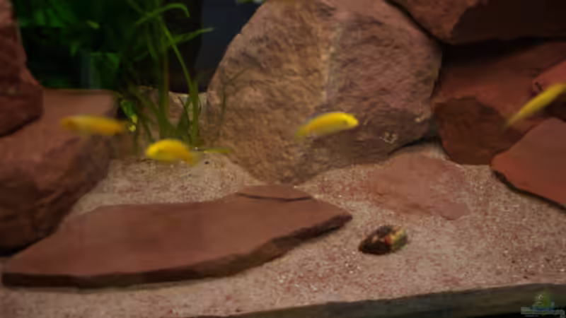 Der Boden besteht aus Spielsand gemischt mit rotem Shrimpsand aus dem AQ Handel, immer wieder von Sansteinplatten unterbrochen von Duder Malawikus (15)
