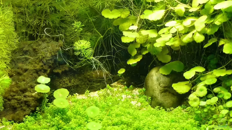 der Boden ist ´gedeckt´. von A. G. (15)