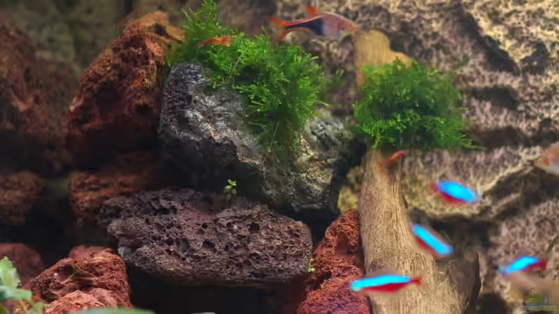 Der Bodendecker fühlt sich scheinbar auch zwischen den Steinen wohl. Mal sehen wie von Voyagerz (14)