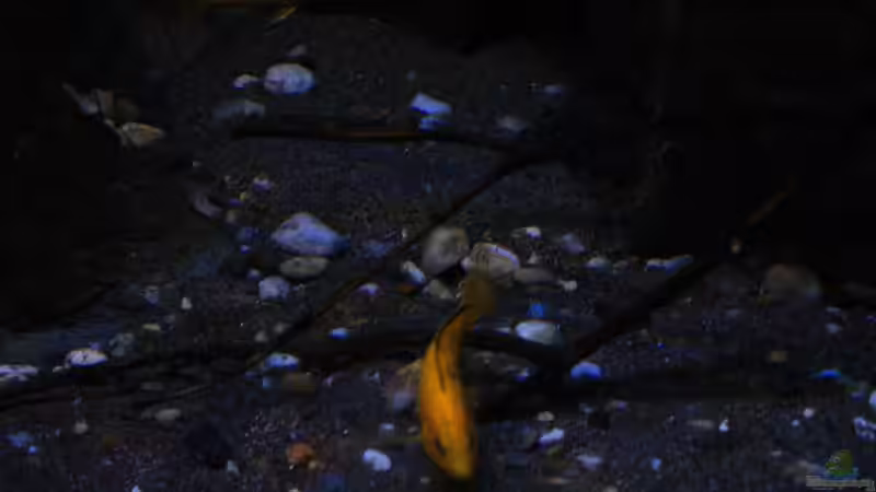 Der Bodengrund... von Florian Bandhauer (43)