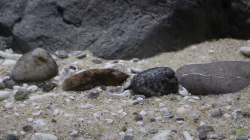 Der Bodengrund, hier ein Eindruck dazu im Becken von Florian Bandhauer (18)