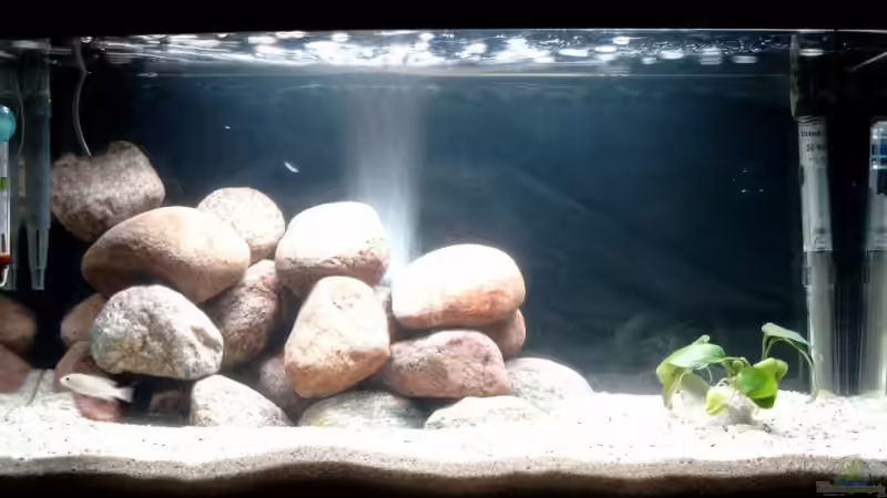 Der Bodengrund ist in wirklichkeit nicht so hell, das lag an der Kameraeinstellung! von Johannes Loers (1)