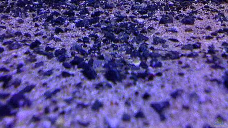 der Bodengrund von mbunafreund (13)