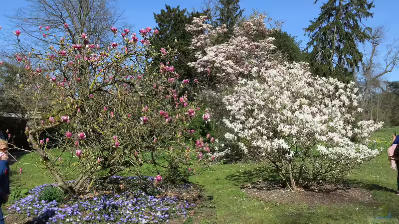 Der Bois de Boulogne in Paris für Gartenliebhaber: Ein Paradies der Natur mitten in der Metropole
