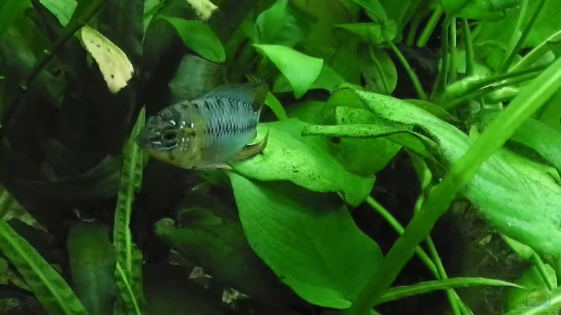 Der Borelli-Herr von Erwinio (14)