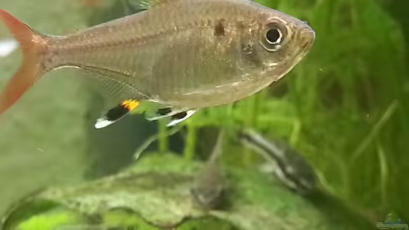 Der BOSS 17.06.2015 von Jonas (Trancemania) (25)