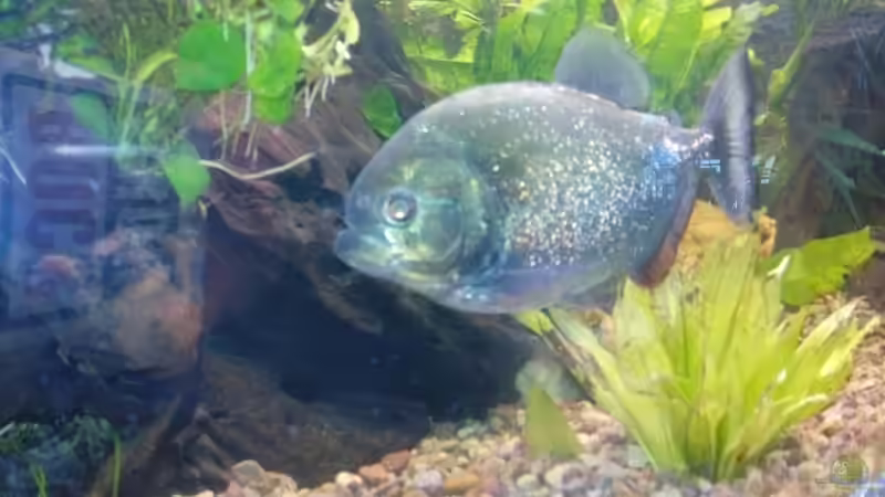 der Boss der Gruppe von Serrasalmus nattereri (12)