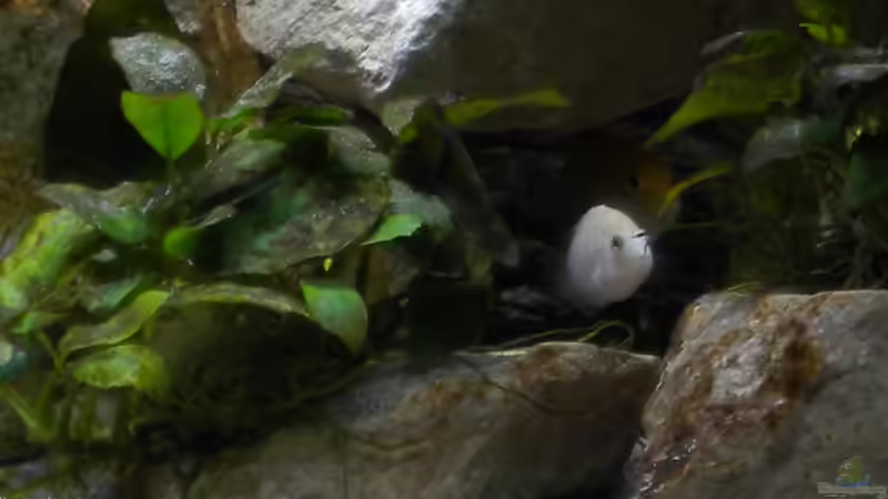 Der Boss im Nacken von Herki (19)