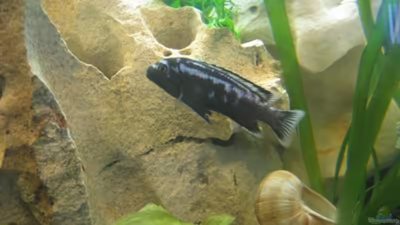 Der BOSS Melanochromis Johanni Mann von Sky1706 (18)