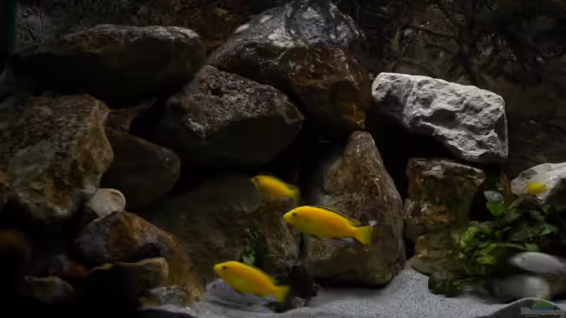 Der Boss mit seinem Gefolge von Herki (20)