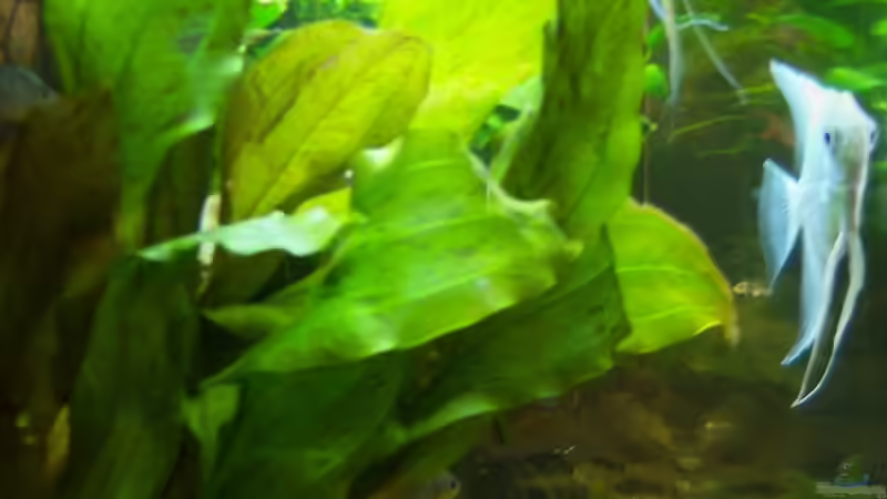 Der Boss mit weißer Helene - 09.11.2014 von Schratze (34)