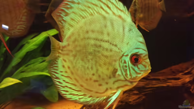 der ´Boss´ von Christian Wittling (11)