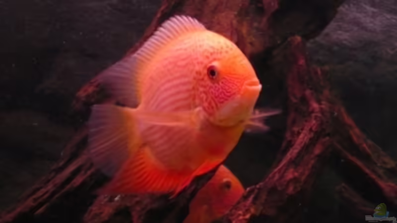 der Boss von Danny. (1)