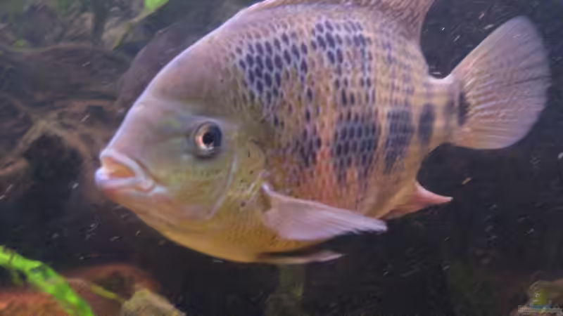 Der Boss von exhhtom64 (12)