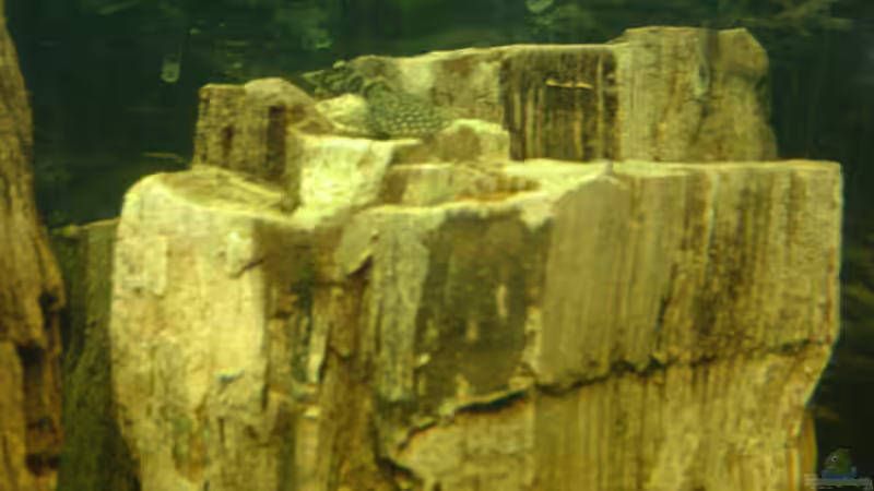 der Braune Antennenwels muß auch alles untersuchen von Cristian (26)