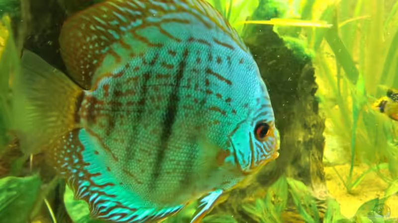 der brilliant türkisene Bock (fast flächig türkis) ~ 15 cm, etwa 2,5 Jahre alt, von Sirko Fricke (52)