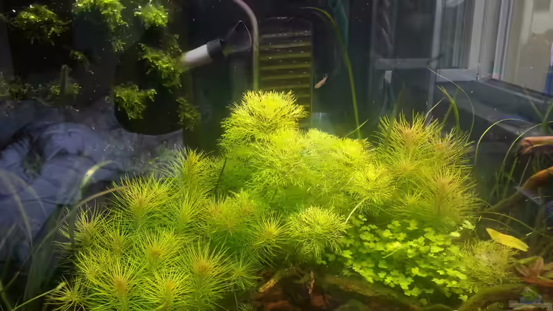 der ´Busch´ von Nick3 (12)