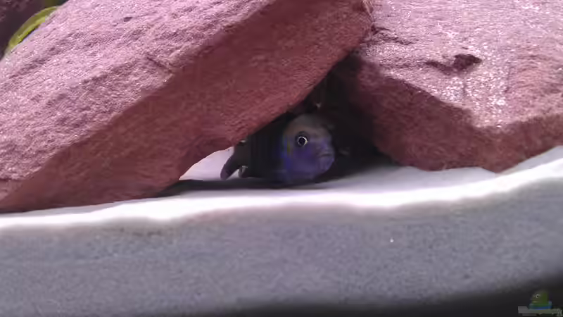 Der C. Afra Cobue Bock etwas scheu =) von Tobi787 (9)