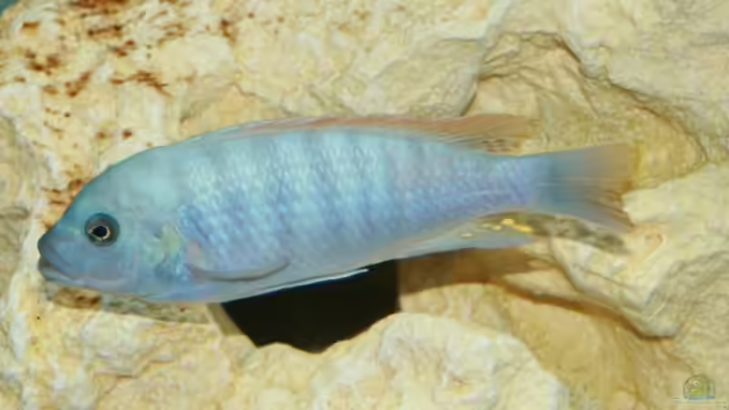 Der Chef ;-) von firetux (9)