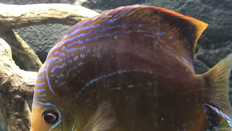 Der Chef... von Pirarucu (47)