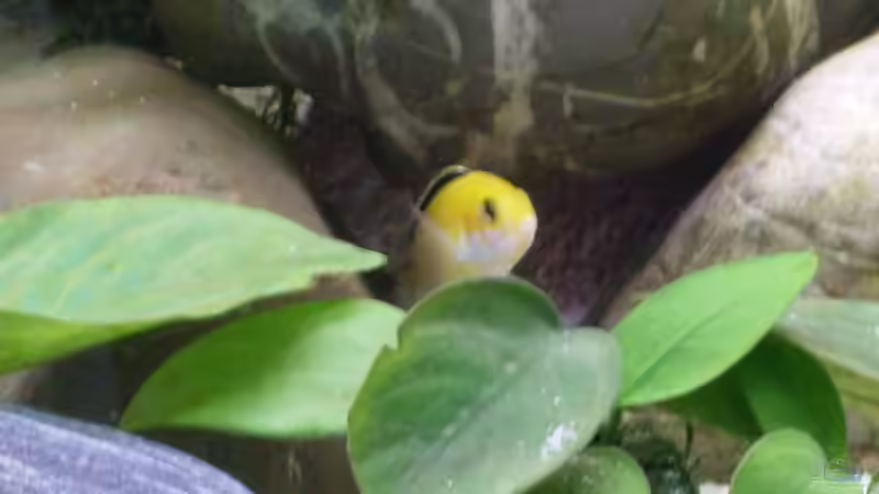 der Chef... von Vom (12)