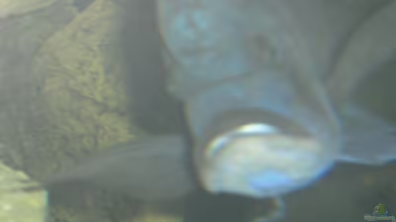 Der CHEF ! Etwas Fotoscheu.... von Michaela Krause (23)