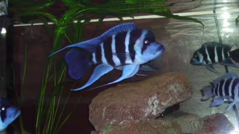 Der Chef, noch im alten Becken... von Frontosa (12)