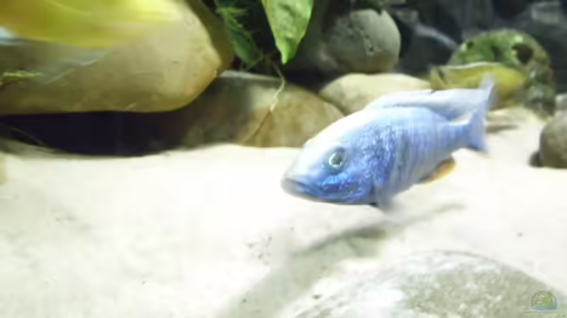 Der CHEF ;o) von Noah (20)