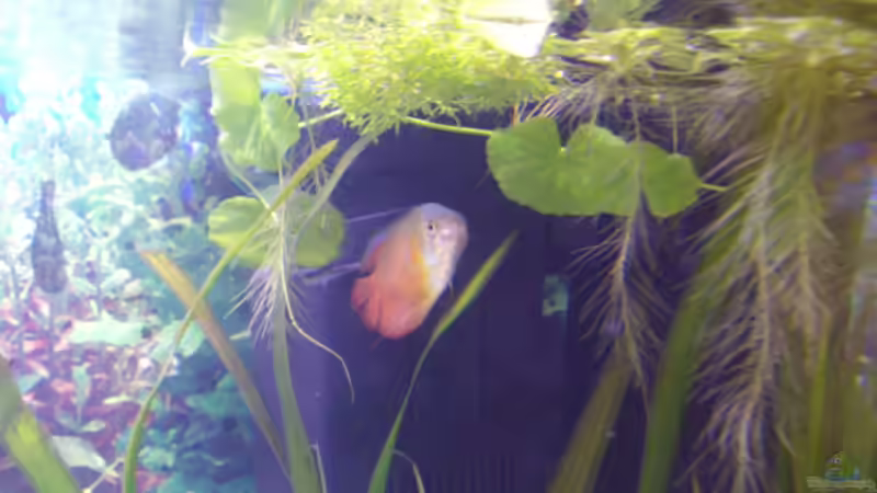 Der Chef des 112er von Cia (16)