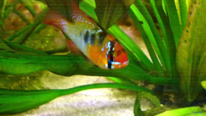 Der Chef im Aquarium von -Matthias- (6)