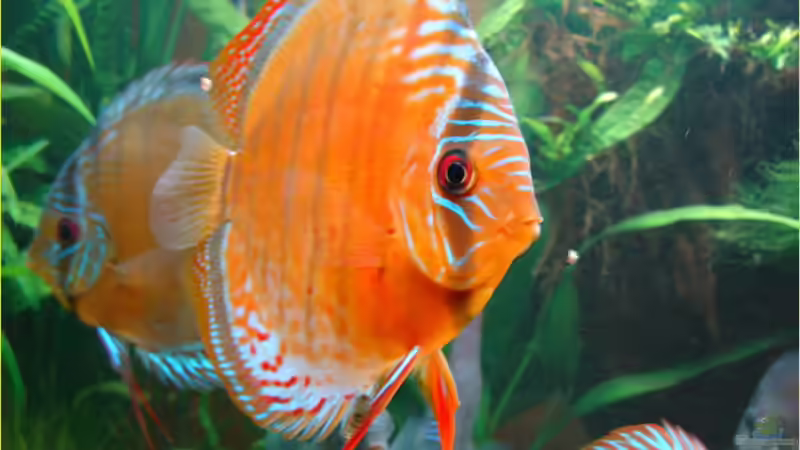 Der Chef im Haus... von Thomas Graf (26)