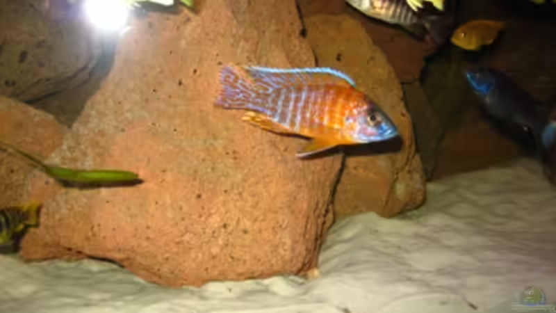 Der Chef im Revier ´red rubin´ von Stefan Lorenz (8)