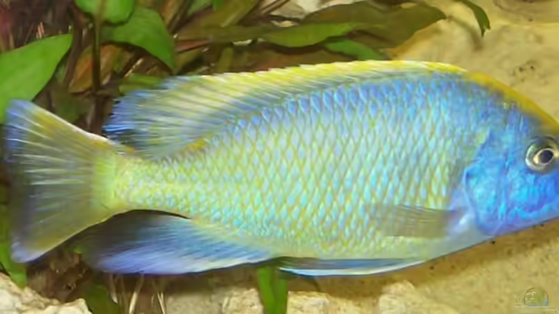 der chef im Ring :-) hat knapp 17cm venustus von Kay Bumann (11)