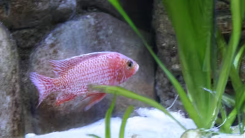 Der Chef im Ring,Fire Fish Bock! von Florian Bandhauer (37)