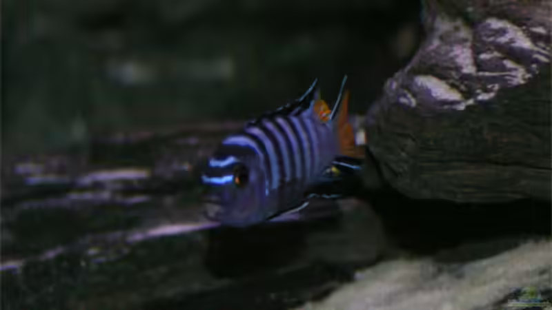 Der Chef im Ring von Andre Lorenz (6)