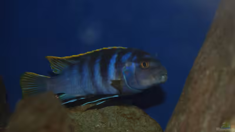 Der Chef im Ring von Christian Schlüter (14)