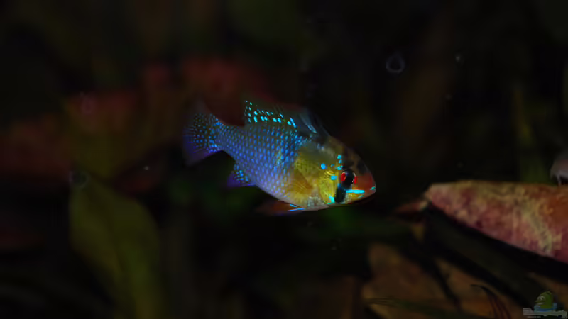 Der Chef im Ring von Holsch805 (32)