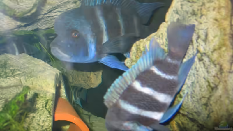 Der Chef in seiner Höhle unter dem ??berhang von Michaela Krause (31)