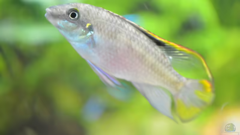 Der Chef ´links unten´ von gefjon (28)