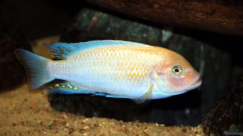 der Chef persönlich... von Steffen Haß (14)