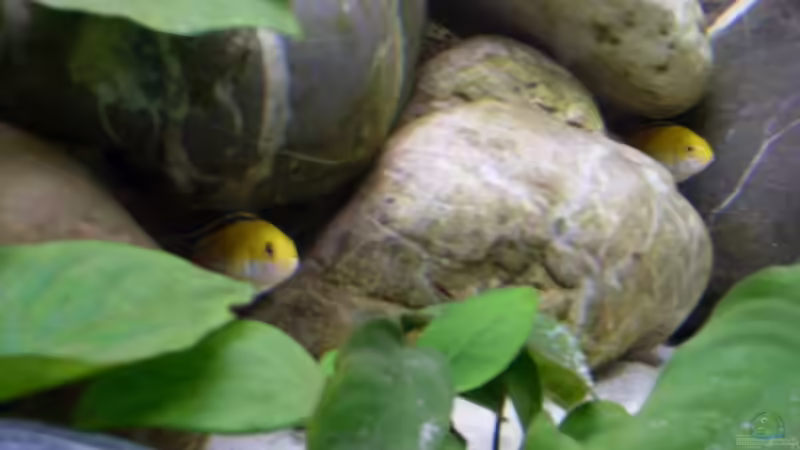 der chef und der zweite bock... von Vom (11)