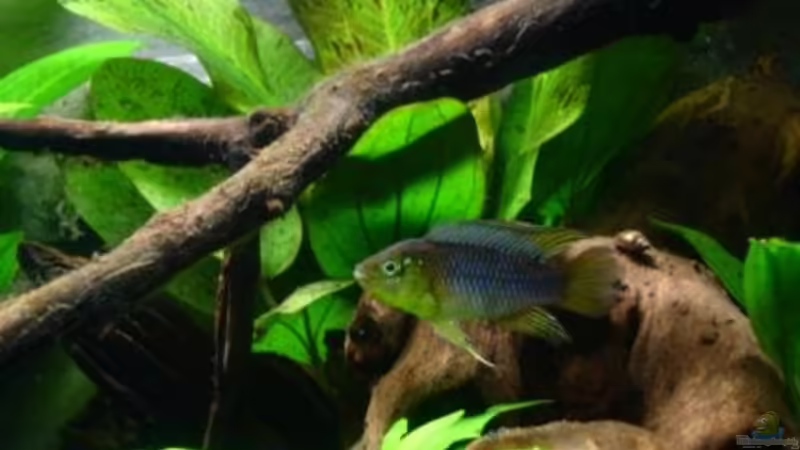 Der Chef von Alfur (10)