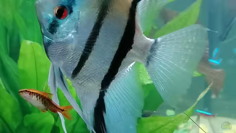 Der Chef von Andi84 (7)