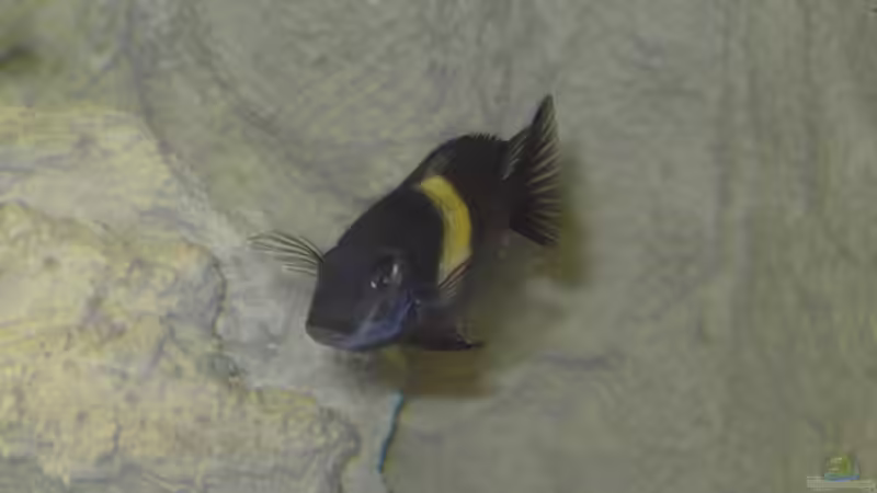 Der Chef von Enrico Pinkert (12)