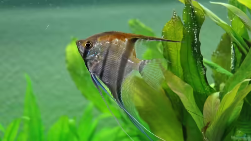 Der Chef von Fabian (12)