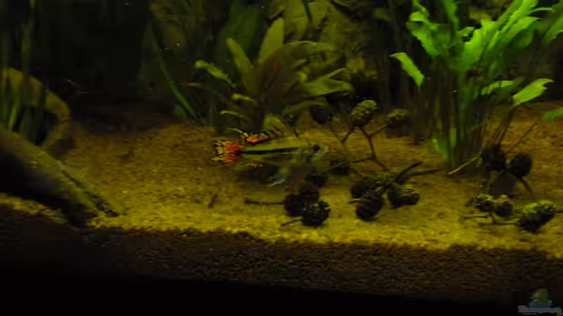 Der Chef von Herki (36)