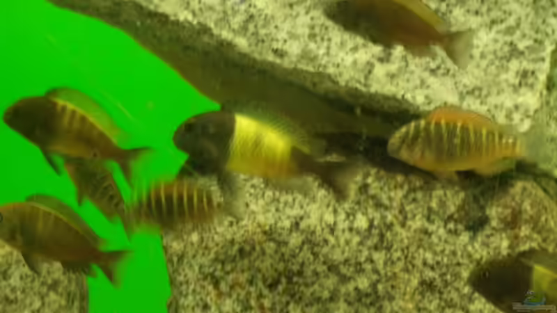 Der Chef von Manuel Oswald (5)